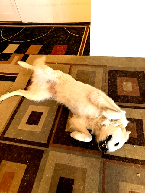 Butters working the throw rugs again.